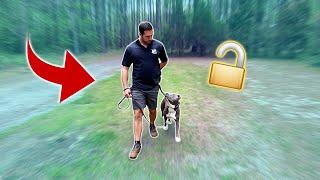 Unlock Your Dog's Focus with These Eye Contact Drills! | Down-Stay & Heeling Eye Contact Drills