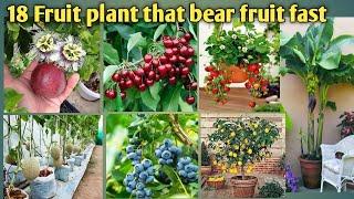 18 पौधे जो एक साल से पहले ही फल देना शुरू कर देंगे || 18 Fruit plant that bear fruit fast