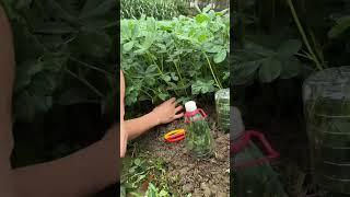 야채를 자르다 #farming #enjoyrurallife #naturerurallife #vegetables #garden #rogator #short