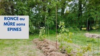 Bien PLANTER la RONCE ou MÛRE sans EPINES