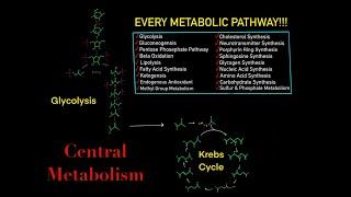 EVERY SINGLE METABOLIC PATHWAY YOU NEED TO KNOW FOR BIOCHEMISTRY MCAT IN 30 MINUTES!!!