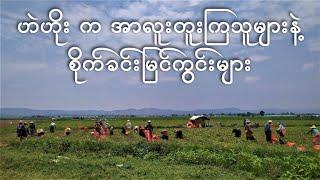 ဟဲဟိုး မြို က အာလူးတူးကြသူများ နှင့် ပတ်ဝန်းကျင် စိုက်ခင်းမြင်ကွင်းများ