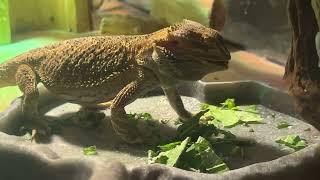 6 Month old Bearded Dragon eating veggies