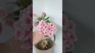 Адениум Magical Princess. Цветы большие, крупные. Сорт в любимчиках