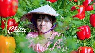 LÝ TRIỆU CA/HARVESTING CHILLI, MANGO, WATERMELON Goes To Market Sel/Fruit Compilation 1