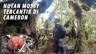 Mossy Forest Gunung Siku, Hutan Berlumut Tercantik di Cameron Highlands, Hiking & Camping 2022