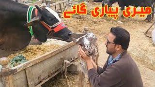 I Bought A Cow With a Baby | Jan Rambo | Sahiba Rambo | Cow Farming