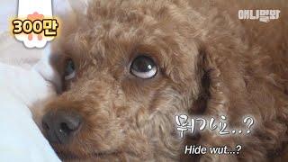 갑자기 주인을 떠나보낸 강아지가 두번째 주인에게 보인 행동.. (눈물주의)ㅣDog's Shocking Behavior After Having To Part With Family