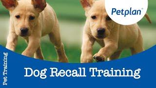 Dog Recall Training - Petplan