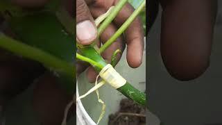 portulaca plant grafting #shorts #short