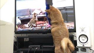 YouTubeをチェックするゆきちゃん    柴犬ゆき Shiba inu, Yuki