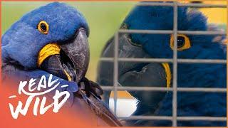 Hyacinth Macaw Parrot Gets Smuggled Into Britain | Wildlife Patrol