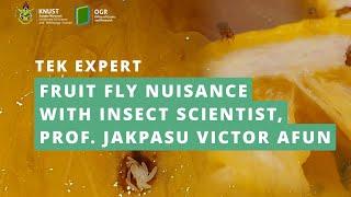 Fruit fly nuisance | Prof  Jakpasu Afun | TEK EXPERT