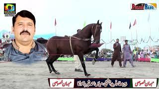 Barsat برسات Pakistan Slected l Horse Dance Day 2nd Peer Khalis Wali Manchanabad 2023 l Haji Muha