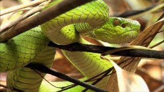 Beneath the Canopy: The Forests of Thailand