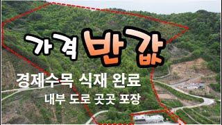 (산림경영 임야 급급매) 2만 4천평 , 임업경영하던 토지로 경제수목 다수 식재・포장된 작업로 개설, 대형 물통 배치, 전망 아주 좋음, 평당 1만원, 놓치면 후회하십니다.