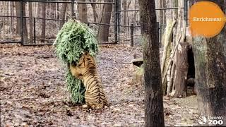 Toronto Zoo Sumatran Tiger - Action Indonesia Day