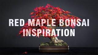 Red Maple Bonsai Inspiration