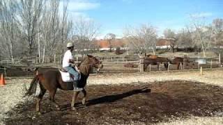 Dressage competition