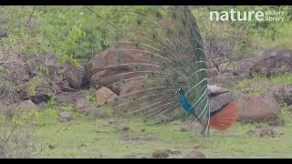 Indian peafowl (Pavo cristatus) male displaying, Pune, Maharashtra, India.