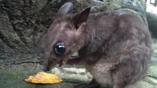 kangaroo eating nut (kangguru makan pinang)