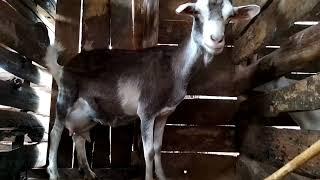 Our super  toggenburg dairy goats before evening milking