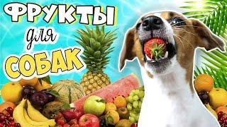 Фрукты могут быть опасны! Какие фрукты и ягоды можно собакам? 