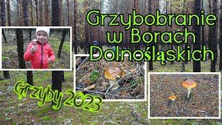 Grzybobranie w Borach Dolnośląskich - Grzyby 2023