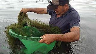 pegando camarão para alimentar os Tucunaré