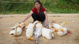 Harvesting Ducks for Sale at Market | Cooking Roast Duck | Free Life | Trieu Thi Lieu