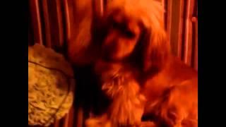 Santa tell me (cover dog)