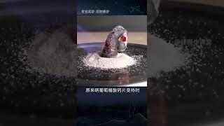 用葡萄糖酸钙片制造一条“黑蛇”，是种什么体验？ #科普 #趣味科普