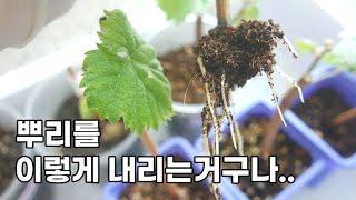 포도 삽목 방법 초보도 이 방법로 하면 성공100%에요!