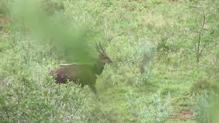 The Bushbuck Ram... #wildlife #bushbuck #easterncape