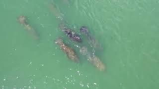 Manatees seen at Topsail Beach Sound on drone video