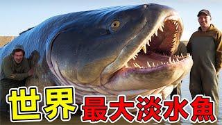 世界上“最巨大”的10種淡水魚，第一名體長7.5米，重達2000斤，一口吞下一個活人|#世界之最top #世界之最#出類拔萃#腦洞大開#top10 #淡水鱼#地球最TOP#海洋