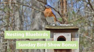 Male Bluebird Singing & Attracting Female to Nest Box