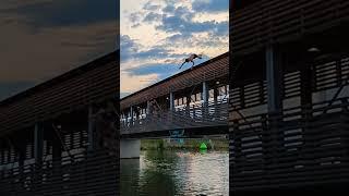 Brückenspringen in Graz (Mur Stadtstrand)