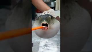 Pufferfish: Cute but Deadly! ️ #shorts