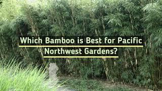 Best Bamboo Varieties For Pacific Northwest Gardens - Pacifica Landscapes