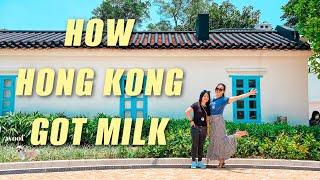 HK Vlog | The Pokfulam Farm and DIMSUM at a 70 year old restaurant in one of HK's OLDEST VILLAGES