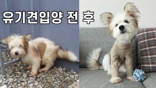 유기견 입양 전후 놀라운 변화 포인핸드를 통해 만난 강아지의 한 달