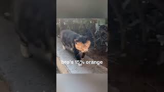 #cat #funny #happycats #catmemes #music #memes #trending #trendingshorts #new #reels