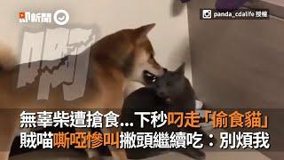 無辜柴犬遭搶食，下秒怒咬「偷食貓」牠嘶啞慘叫過後撇頭繼續吃｜寵物｜貓咪