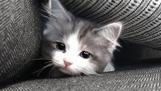 Fluffy Munchkin Kitten Growing Up!