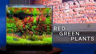 RED & GREEN PLANTS: Make An Aquascape POP!