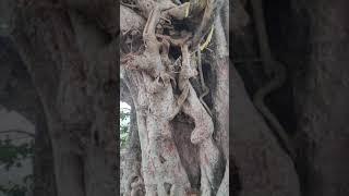 Tree Near Ranajilleda Waterfalls#Araku Valley#Shorts#