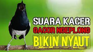 TERAPI SORE SUARA KACER GACOR NGEPLONG INI MANTAP BUAT PANCINGAN KACER AGAR NYAUT BUNYI GACOR