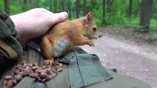 Покормил белку Тигру / Tigger came to eat nuts