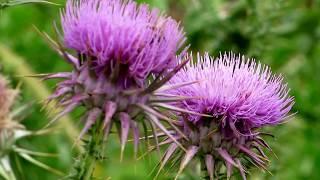 Cyprian Donkey Thistle - (Onopordum cyprium Eig) - Γαουράγκαθθος - Endemic to Cyprus